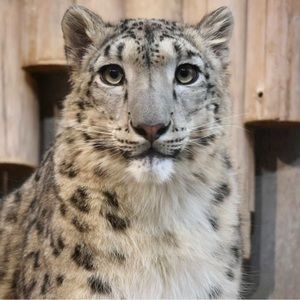 Meet your Posher, Geiiden